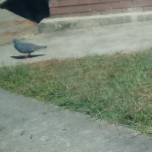 Meet your Posher, Ebony